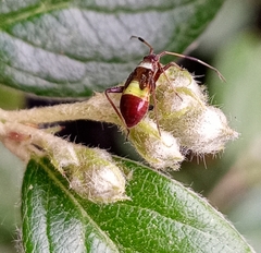 Closterotomus biclavatus