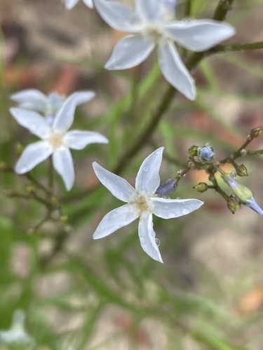 Amsonia ciliata image