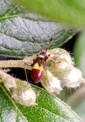 Closterotomus biclavatus