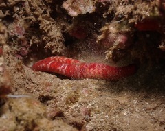 Leiaster glaber