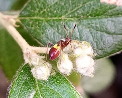 Closterotomus biclavatus