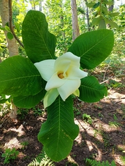 Magnolia alejandrae