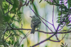 Tolmomyias sulphurescens