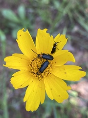 Nemognatha nemorensis