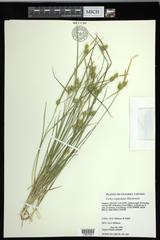 Carex cryptolepis