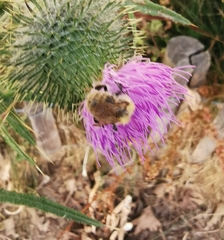 Bombus