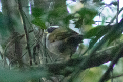 Arremon semitorquatus