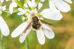 Bombylius fimbriatus
