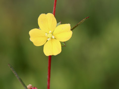 Ludwigia maritima