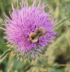 Bombus
