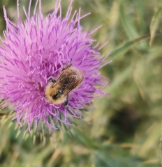 Bombus