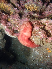 Hexabranchus