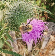 Bombus