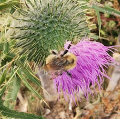 Bombus
