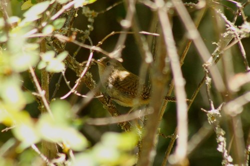 iNaturalist observation photo of Northern House Wren