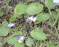 Viola langsdorffii