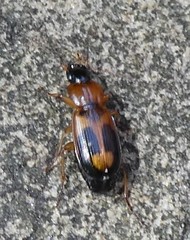 Coleoptera