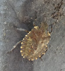 Pentatoma rufipes