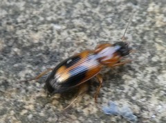 Coleoptera