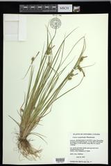 Carex cryptolepis