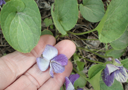 Image of Viola langsdorffii by (c) Connie Taylor, some rights reserved (CC BY)