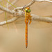 Norfolk Hawker - Photo (c) Paul Cools, some rights reserved (CC BY-NC), uploaded by Paul Cools