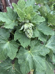 Alcea