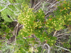 Galium buxifolium