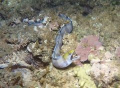 Gymnothorax rueppelliae