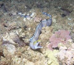 Gymnothorax rueppelliae