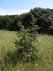 Quercus × cerrioides