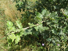 Quercus × cerrioides