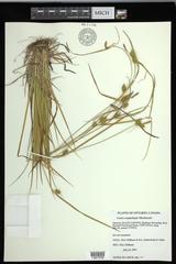 Carex cryptolepis