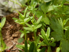 Galium bifolium