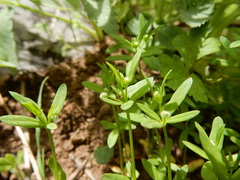 Galium bifolium