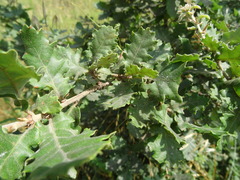 Quercus × cerrioides