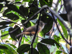 Mionectes oleagineus