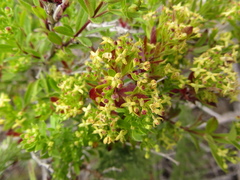 Galium buxifolium