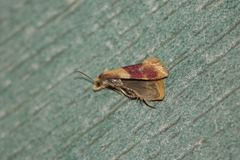 Diceratura ostrinana