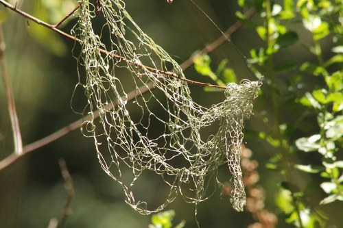 iNaturalist observation photo of lace lichen