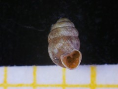 Vertigo pygmaea