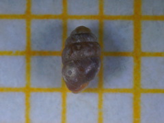 Vertigo pygmaea