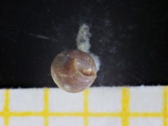 Vertigo pygmaea