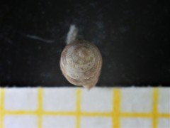 Vertigo pygmaea