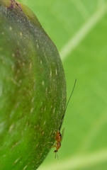 Philotrypesis caricae