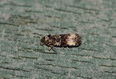 Endothenia marginana