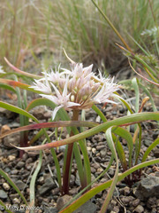 Allium tolmiei