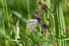 Polyommatus icarus