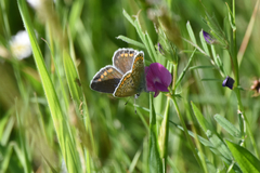 Polyommatus icarus
