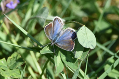 Polyommatus icarus